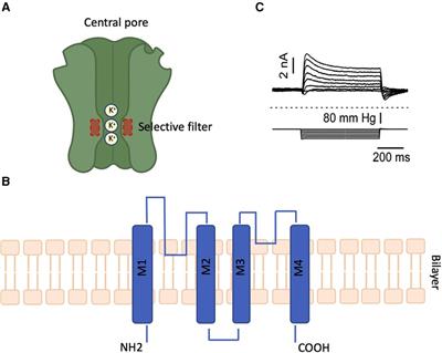 TREK channels in Mechanotransduction: a Focus on the Cardiovascular System